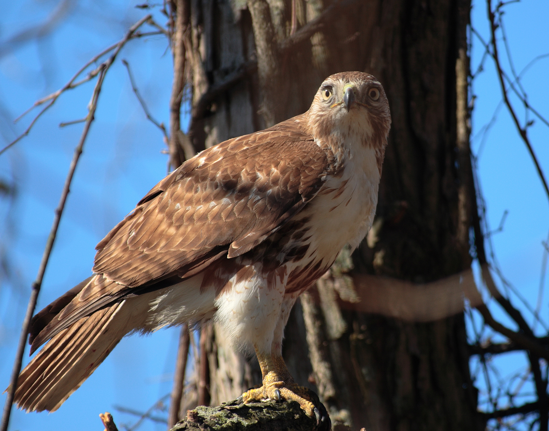 Roodstaartbuizerd - Buteo jamaicensis