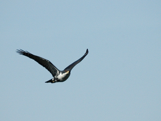 Zwarte havik - Accipiter melanoleucus