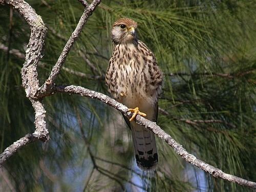 Indische torenvalk - Falco moluccensis