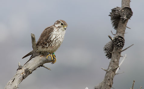 Prairievalk - Falco mexicanus