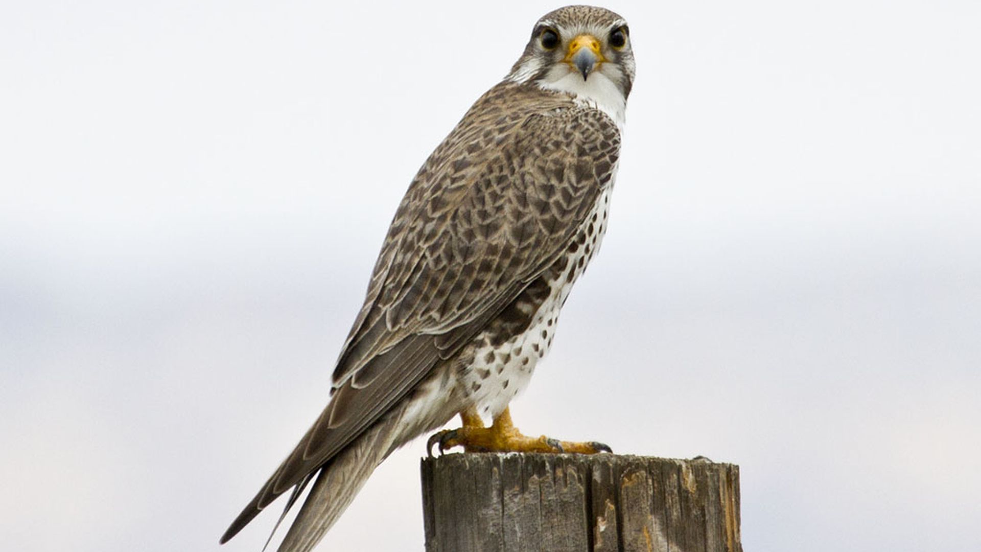 Prairievalk - Falco mexicanus