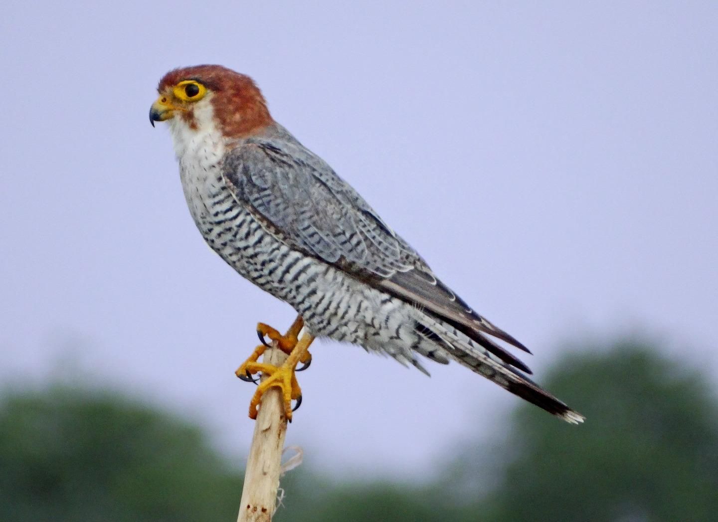 Roodkopsmelleken - Falco chicquera