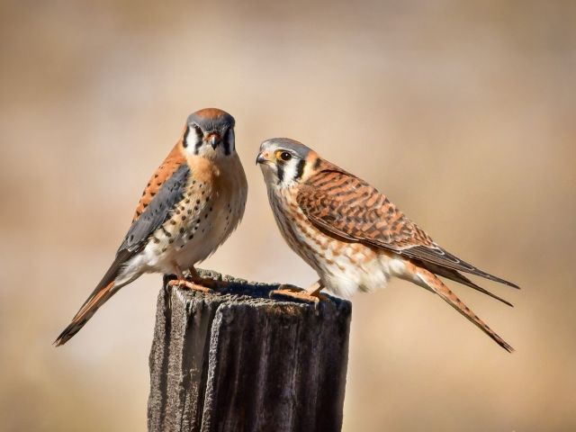 Foto van de maand juni 2020