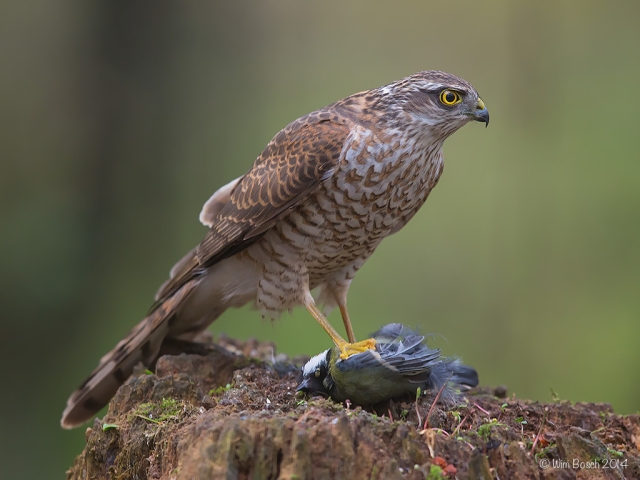 Foto van de maand februari 2021