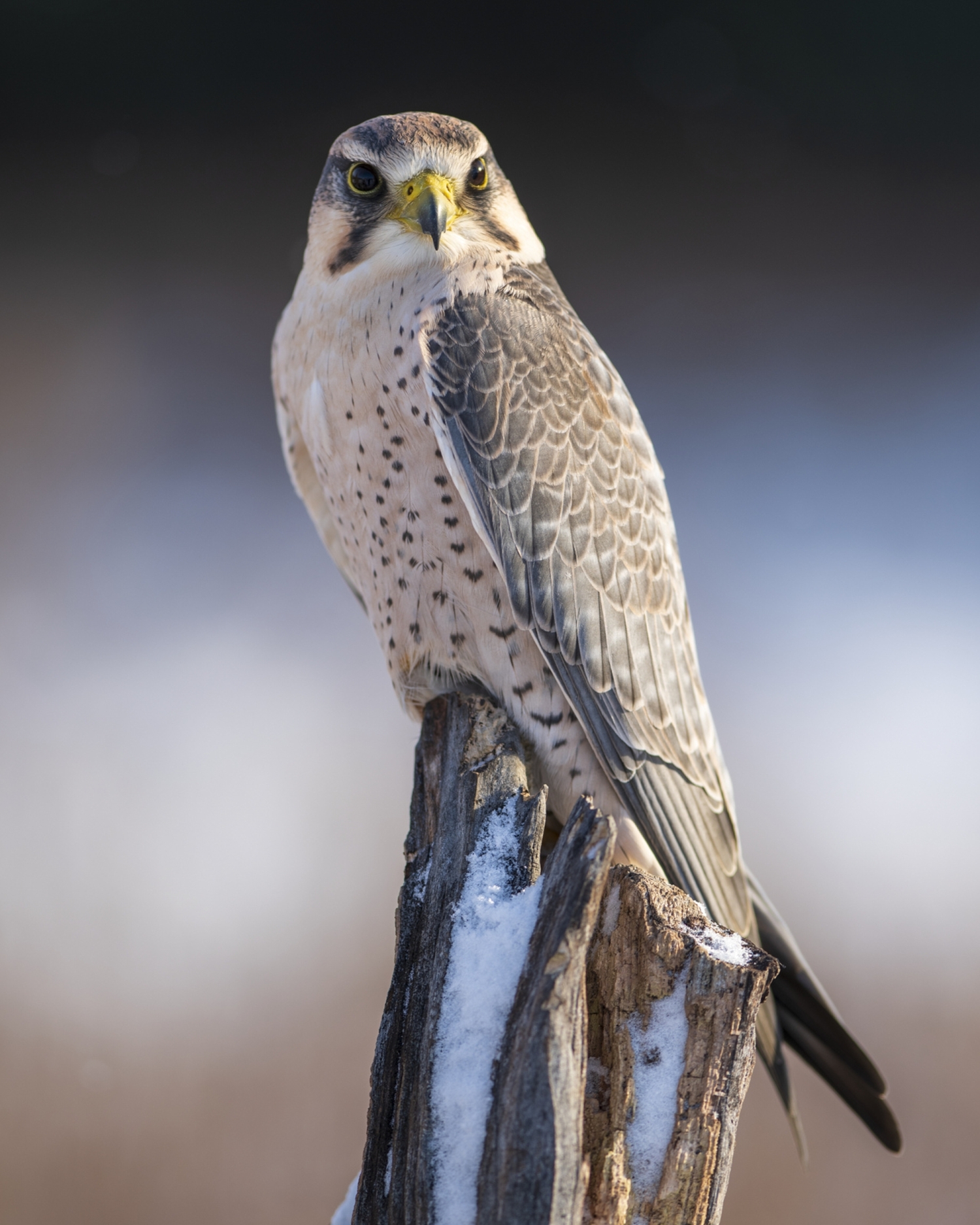 Birds of Prey picture of the month