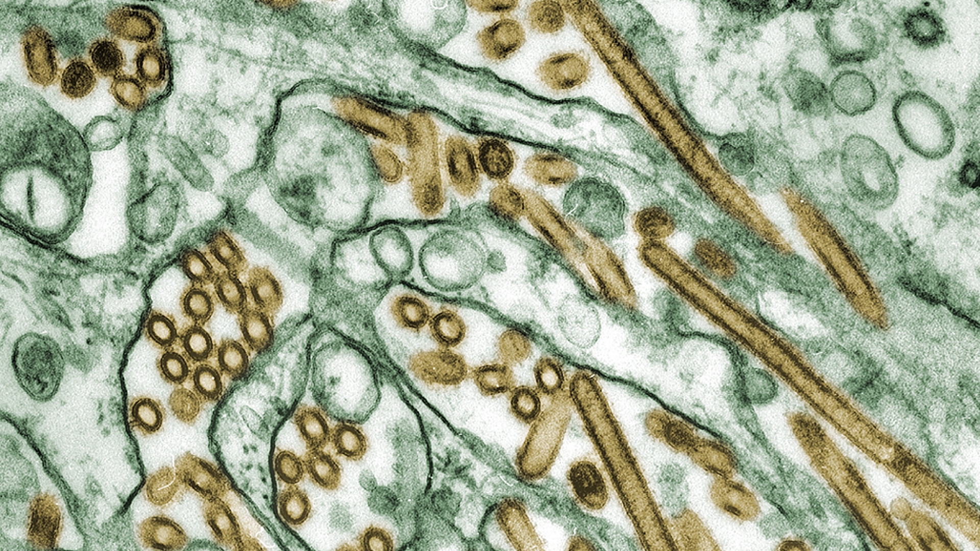 Ziekten bij roofvogels en uilen - Aviaire influenzevirus