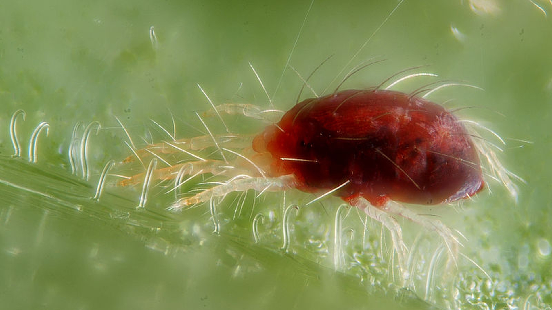 Ziekten bij roofvogels en uilen - Lintwormen - Rondwormen - Draadwormen - Gaapworm