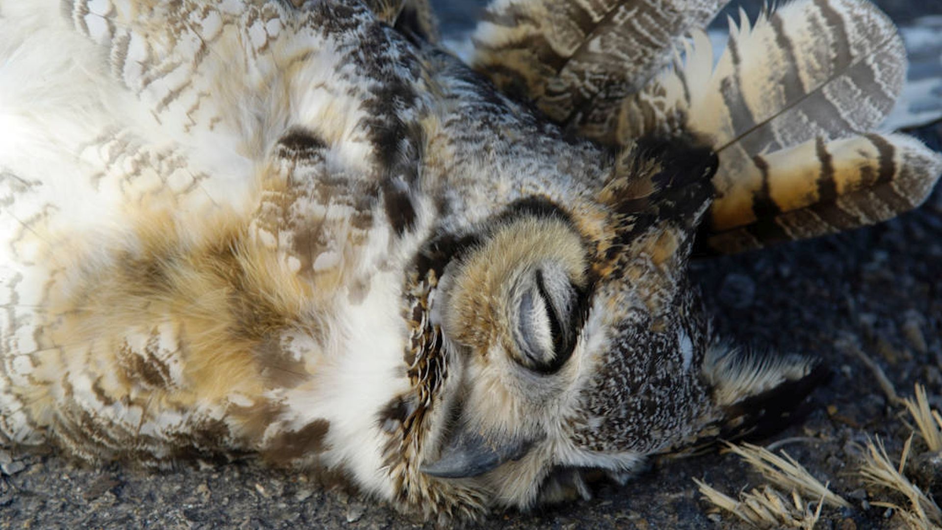 Amerikaanse Oehoe - Bubo virginianus