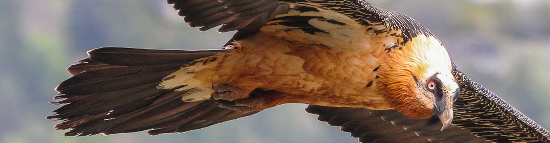 Alle bedreigde roofvogels en uilen in de hele wereld