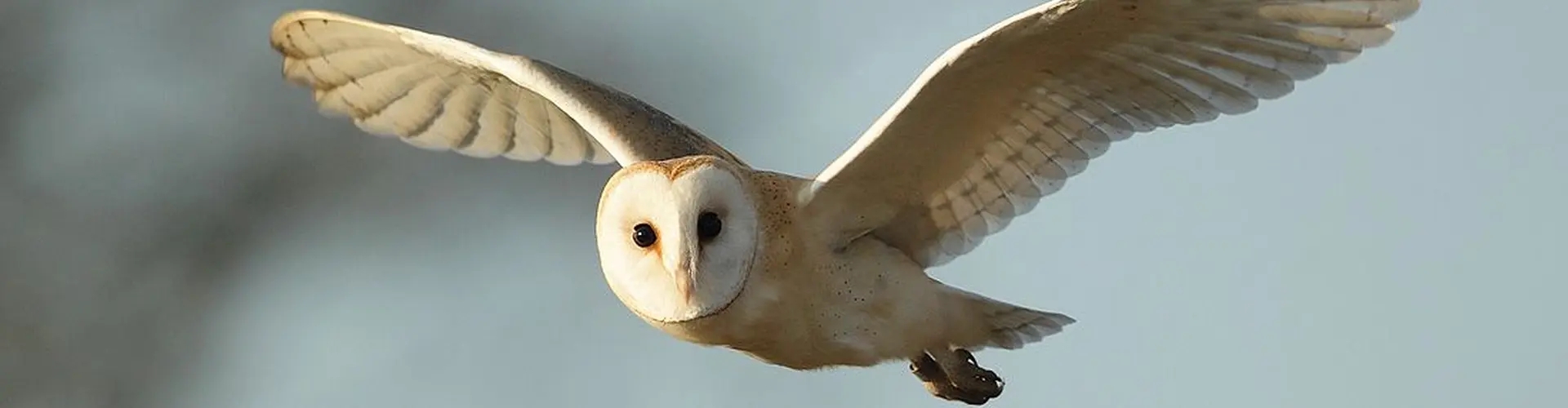 All Owl species from around the world