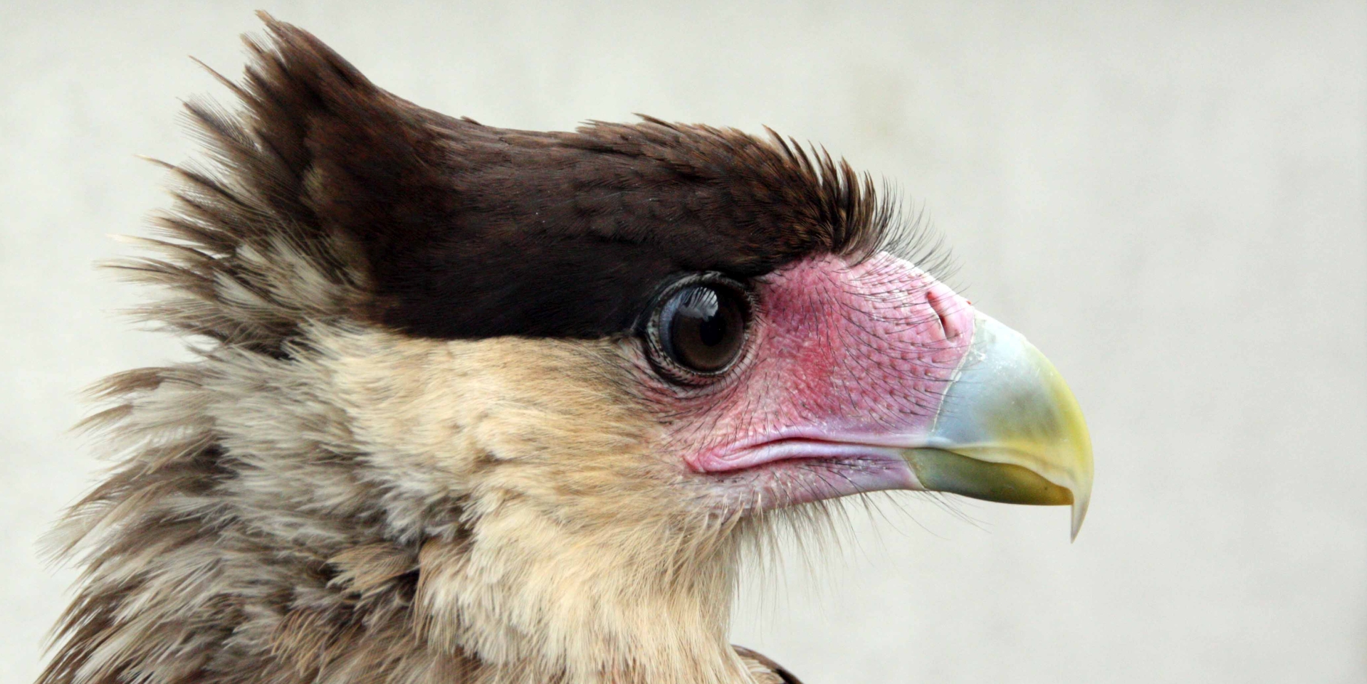 Roofvogels herkennen