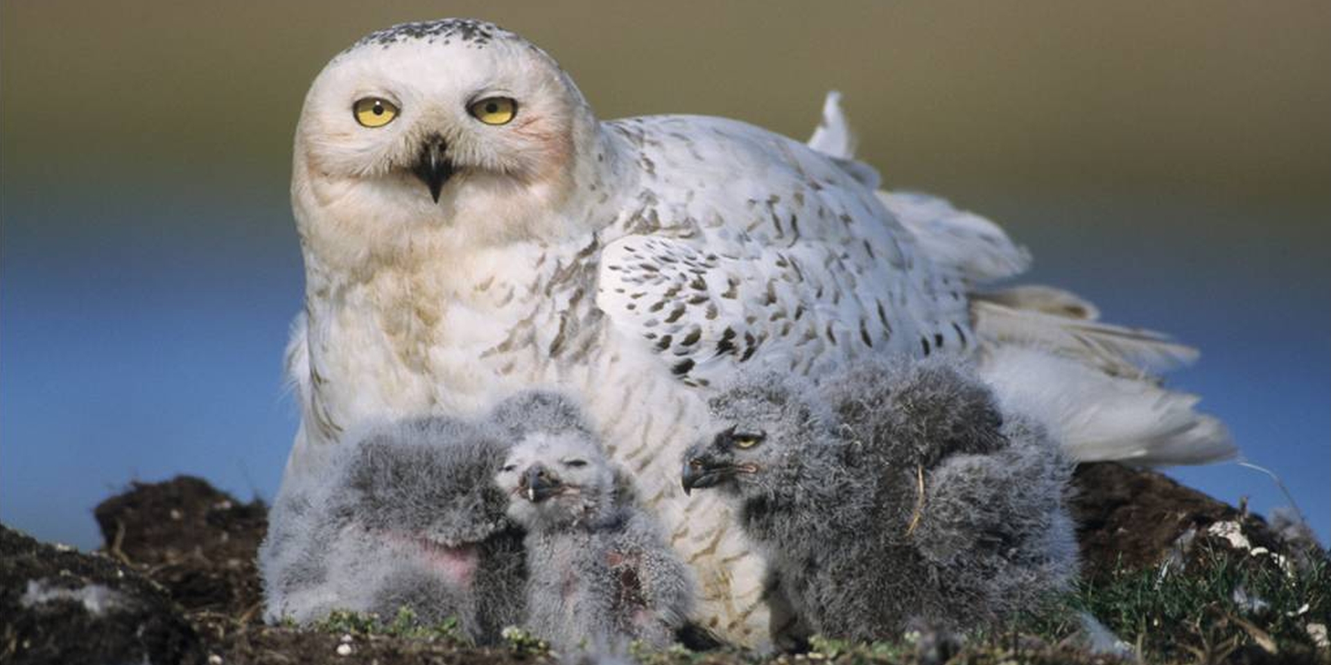 Nestkasten voor roofvogels