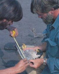 Merken en meten van roofvogels