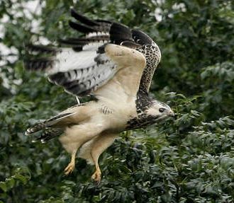 Buizerd - Buteo buteo