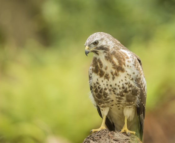 Buizerd