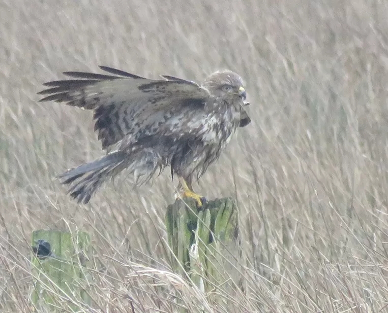 Buizerd - Buteo buteo