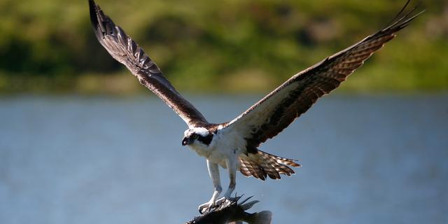 Staatsbosbeheer plaatst webcam bij broedende visarenden in De Biesbosch