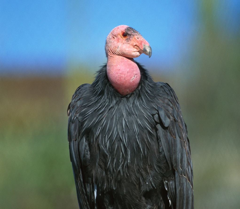 Californische condor (Gymnogyps californianus)