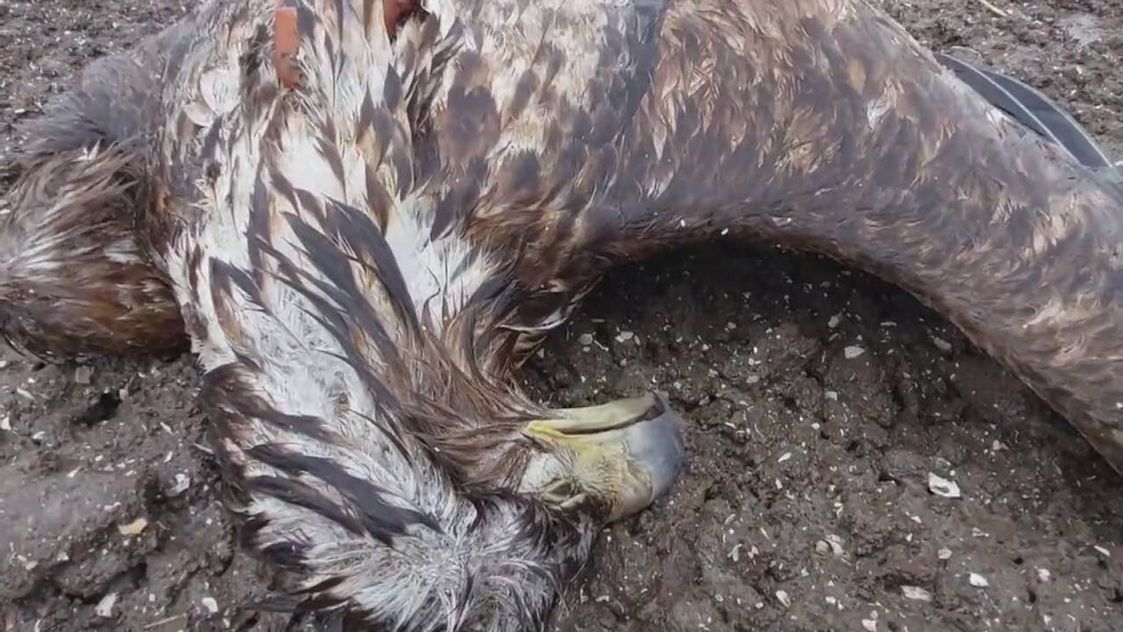 Zeearend sterft na aanvaring met windmolen in Flevoland
