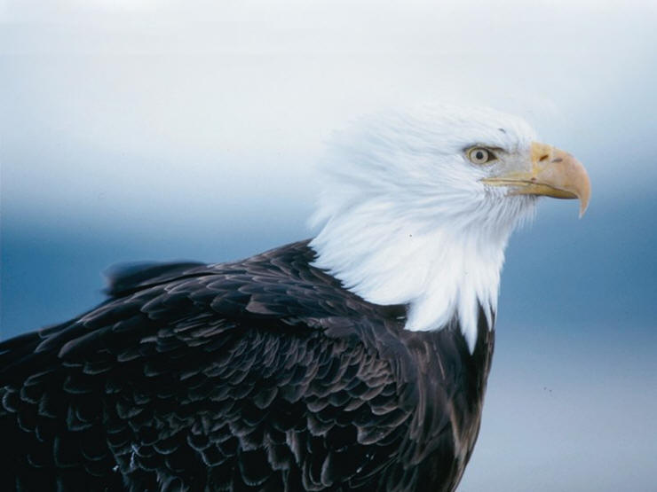 Wallpapers American bald eagle