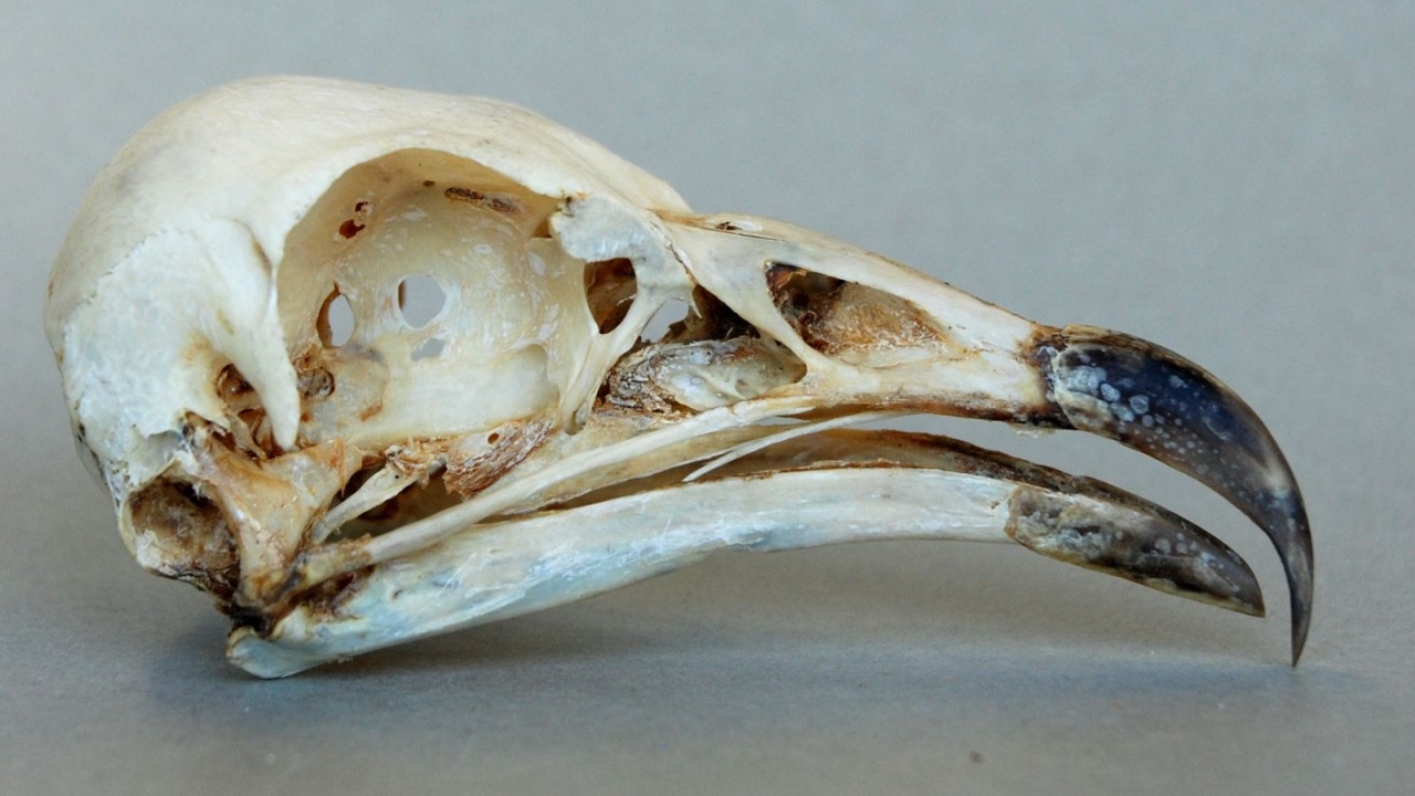 Aasgier - Neophron Percnopterus
