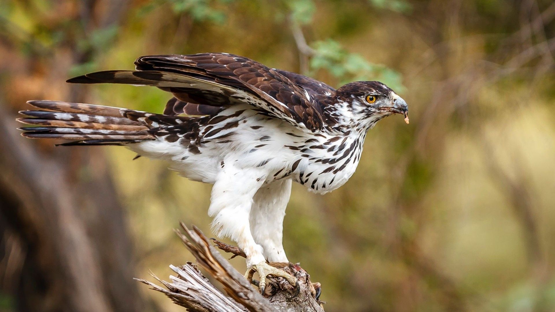 Afrikaanse Havikarend - Aquila Spilogaster