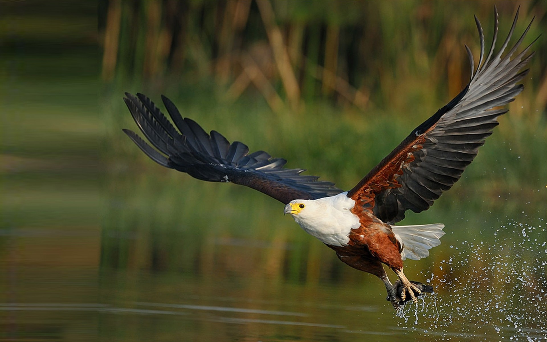 Afrikaanse Zeearend - Haliaeetus vocifer