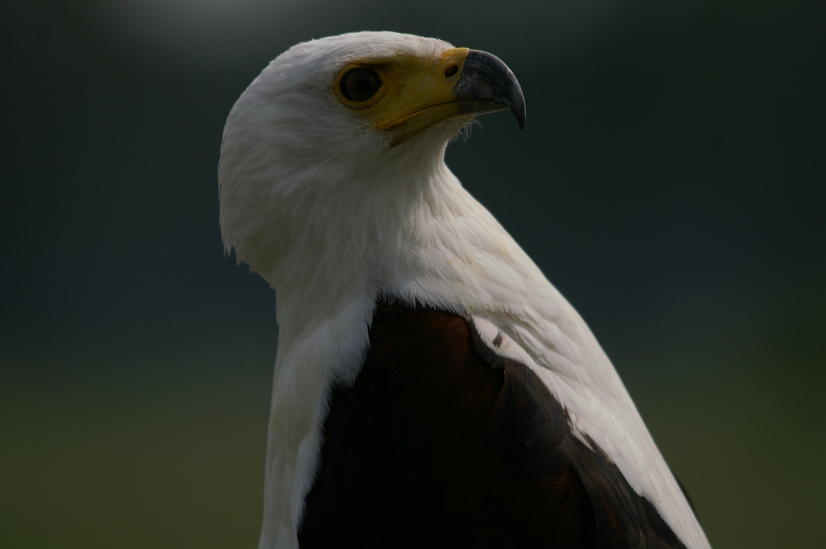 Afrikaanse Zeearend - Haliaeetus vocifer