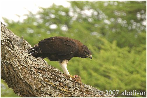 Afrikaanse Zwarte Kuifarend - Lophaetus occipitalis