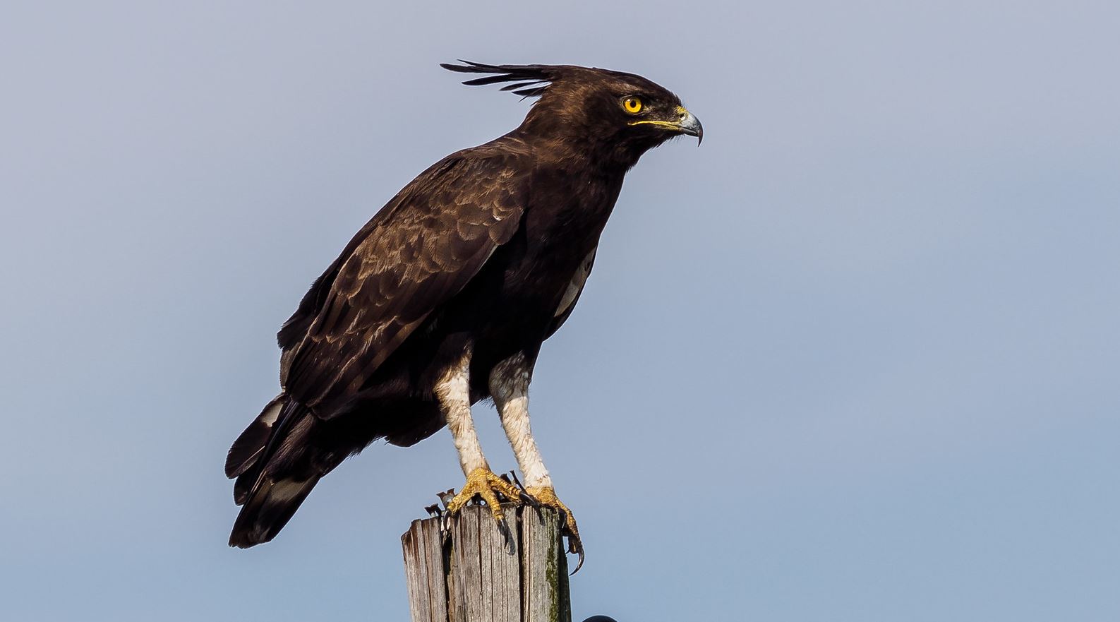 Afrikaanse Zwarte Kuifarend - Lophaetus occipitalis