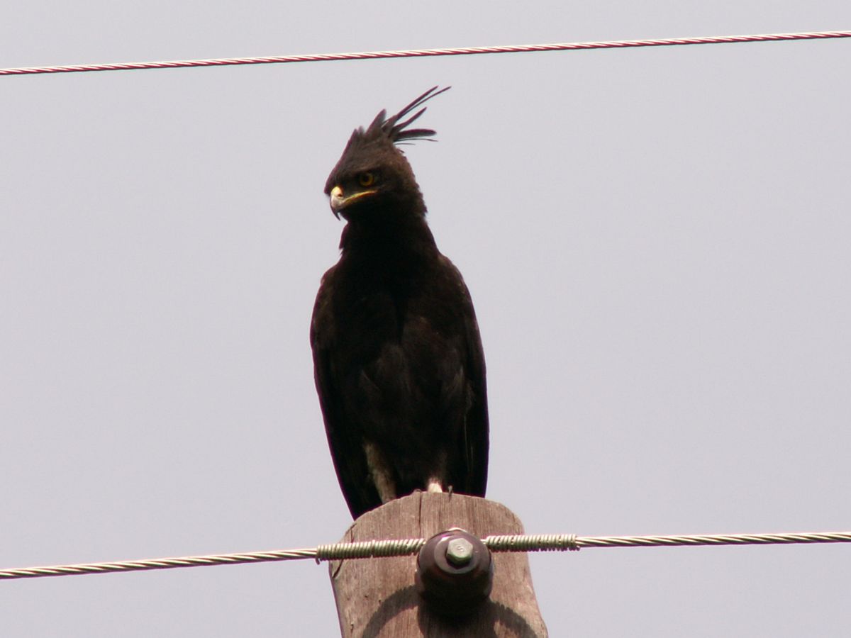 Afrikaanse Zwarte Kuifarend - Lophaetus occipitalis