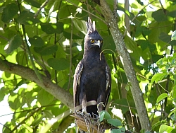 Afrikaanse Zwarte Kuifarend - Lophaetus occipitalis