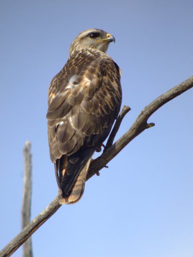 Afrikaanse bergbuizerd - Buteo oreophilus