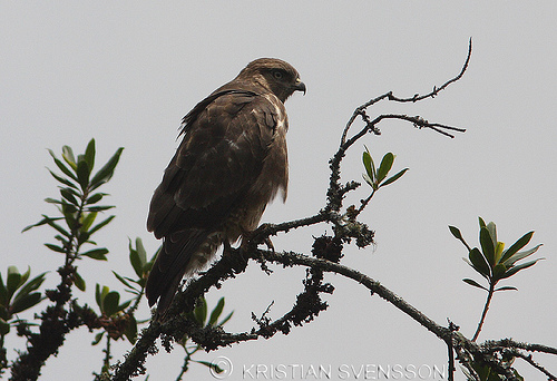 Afrikaanse bergbuizerd - Buteo oreophilus