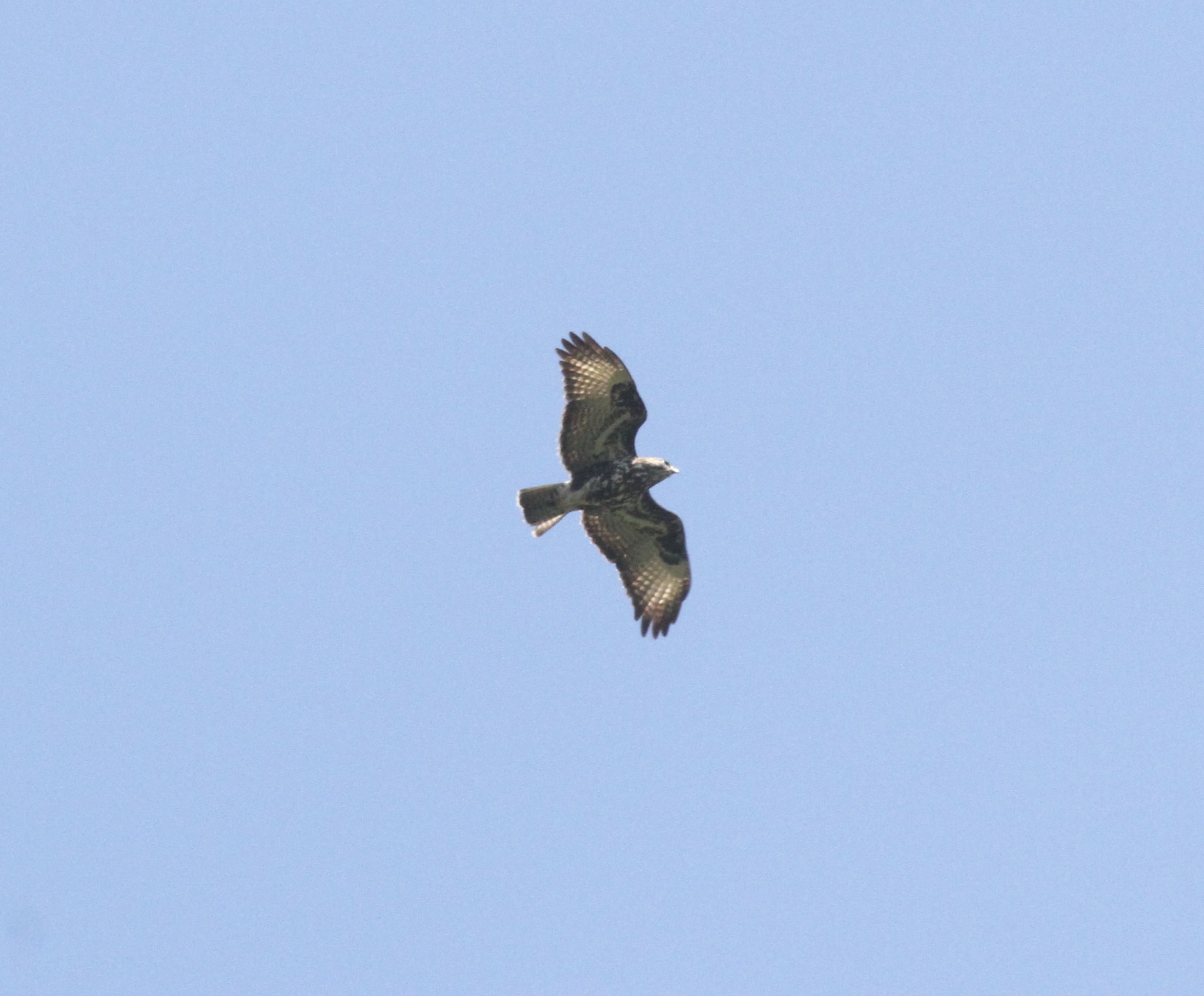 Afrikaanse bergbuizerd - Buteo oreophilus