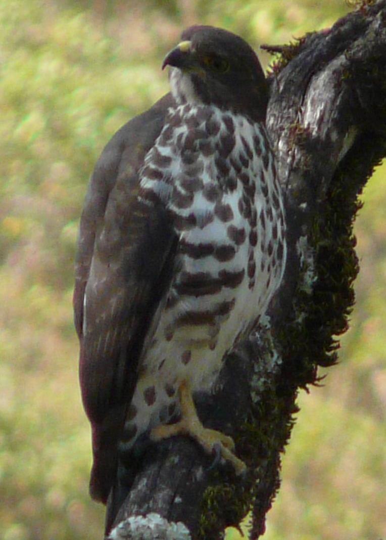 Afrikaanse bergbuizerd - Buteo oreophilus