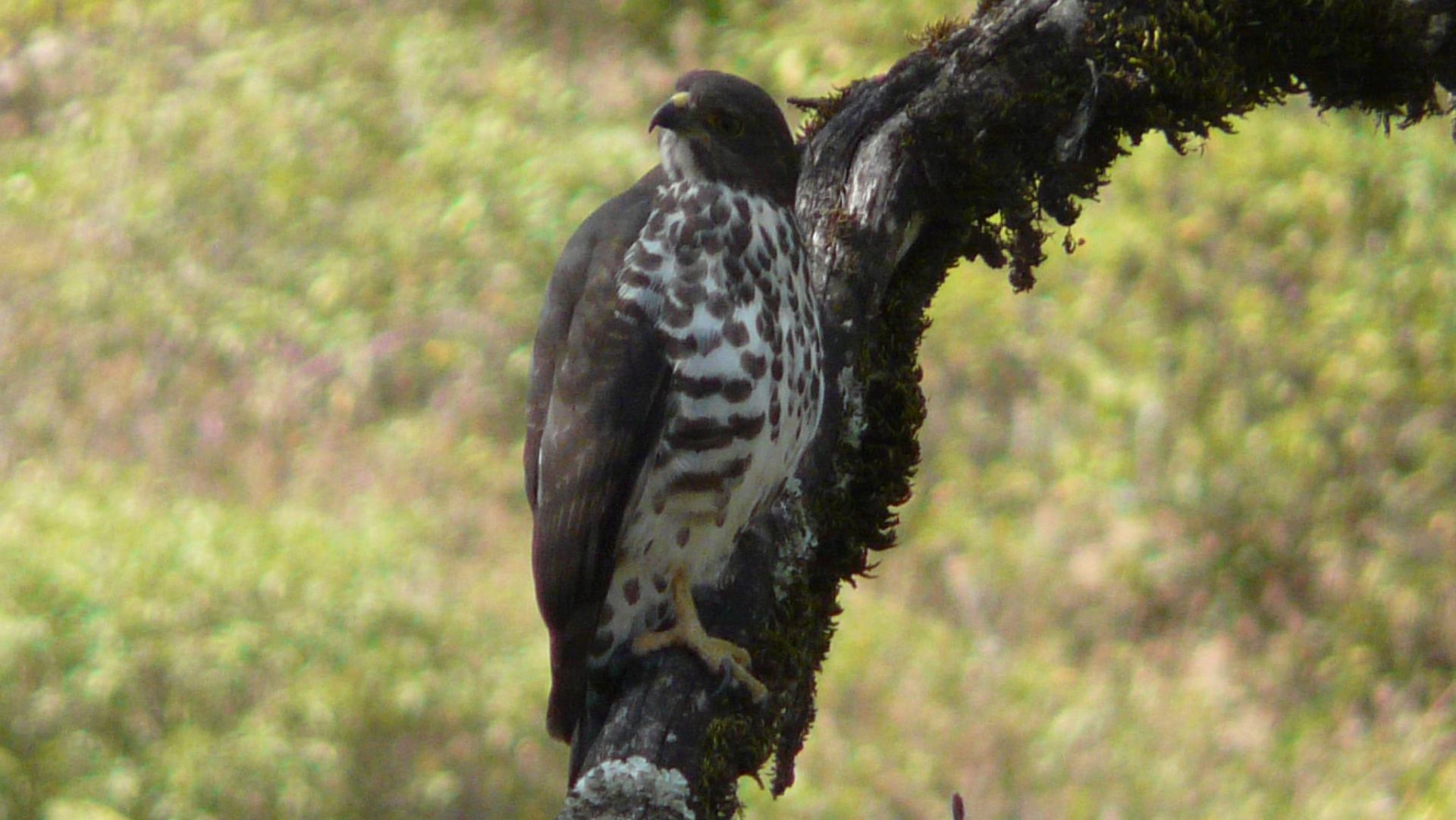 Afrikaanse bergbuizerd - Buteo oreophilus