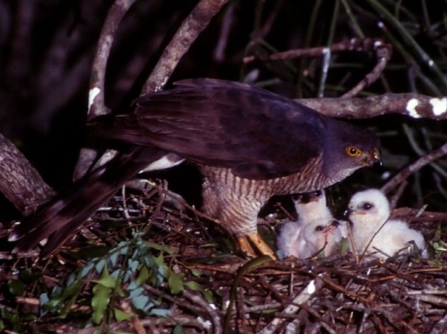 Afrikaanse havik - Accipiter tachiro