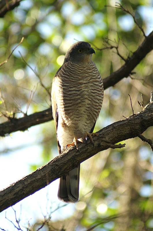 Afrikaanse havik - Accipiter tachiro