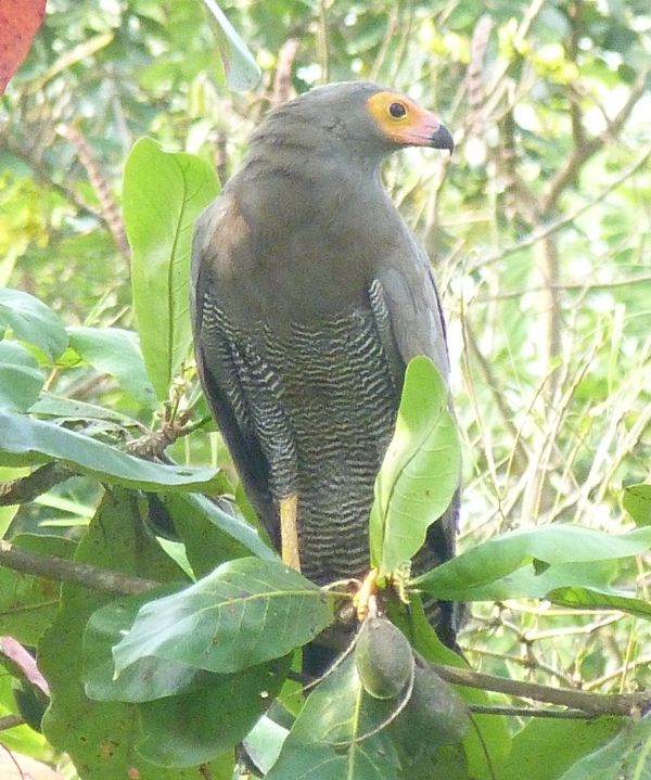 Afrikaanse kiekendief - Polyboroides typus