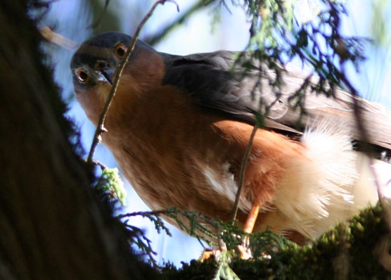 Afrikaanse sperwer - Accipiter rufiventris