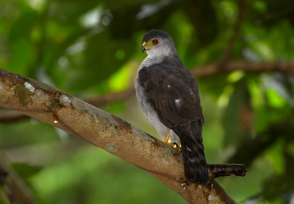 Amerikaanse Dwergsperwer - Accipiter superciliosus