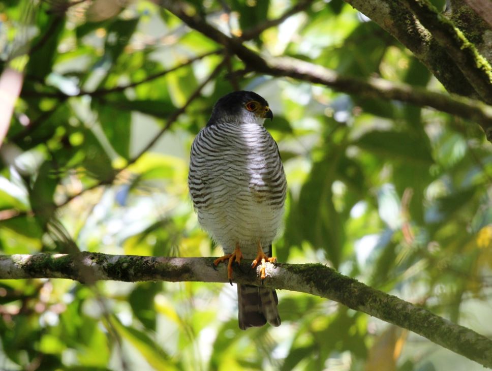 Amerikaanse Dwergsperwer - Accipiter superciliosus