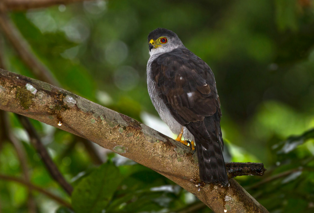 Amerikaanse Dwergsperwer - Accipiter superciliosus