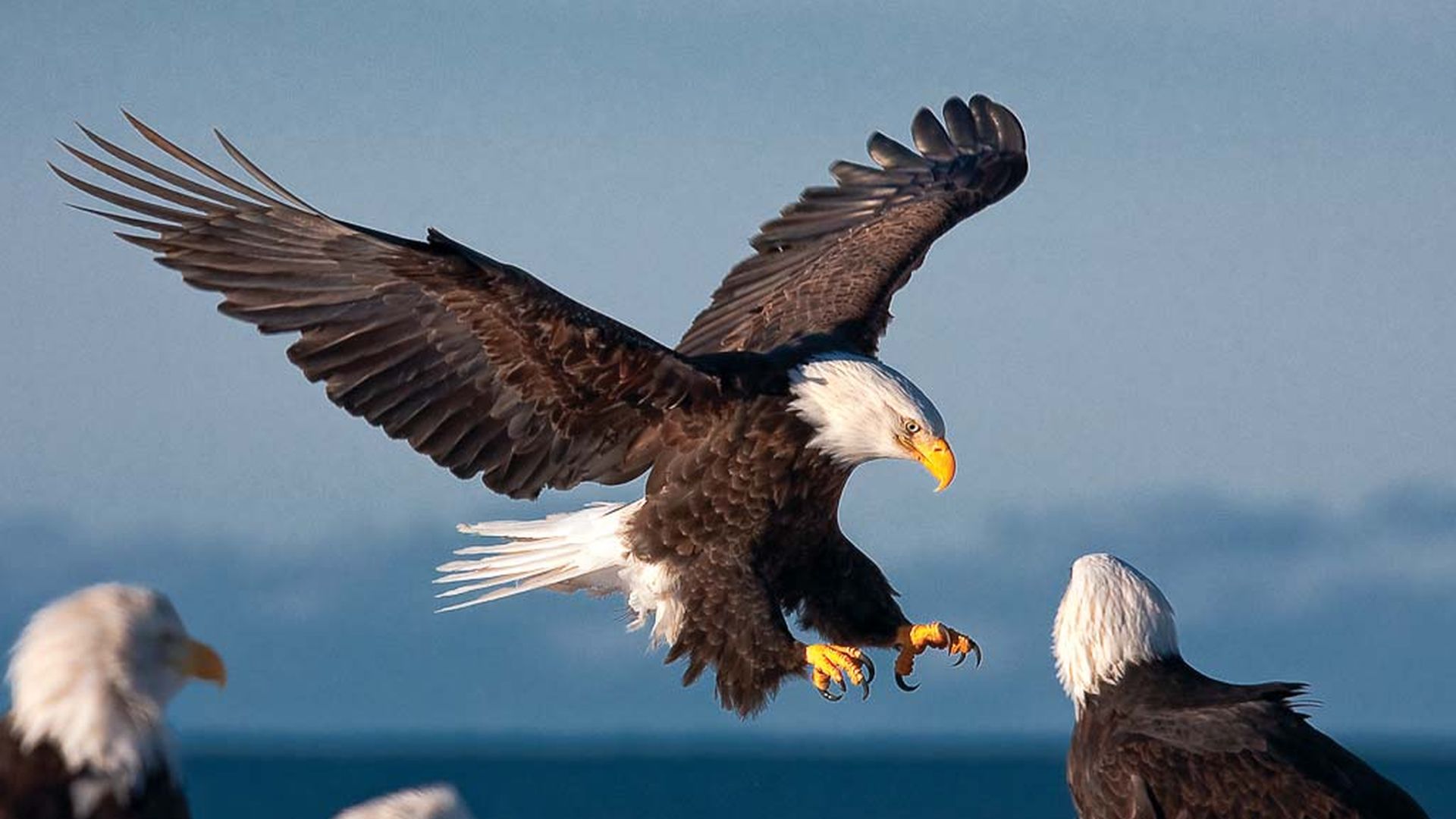 Eaglewatch roofvogels en uilen spreekbeurten