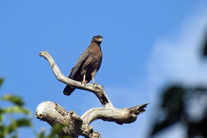 Andaman slangenarend - Spilornis elgini