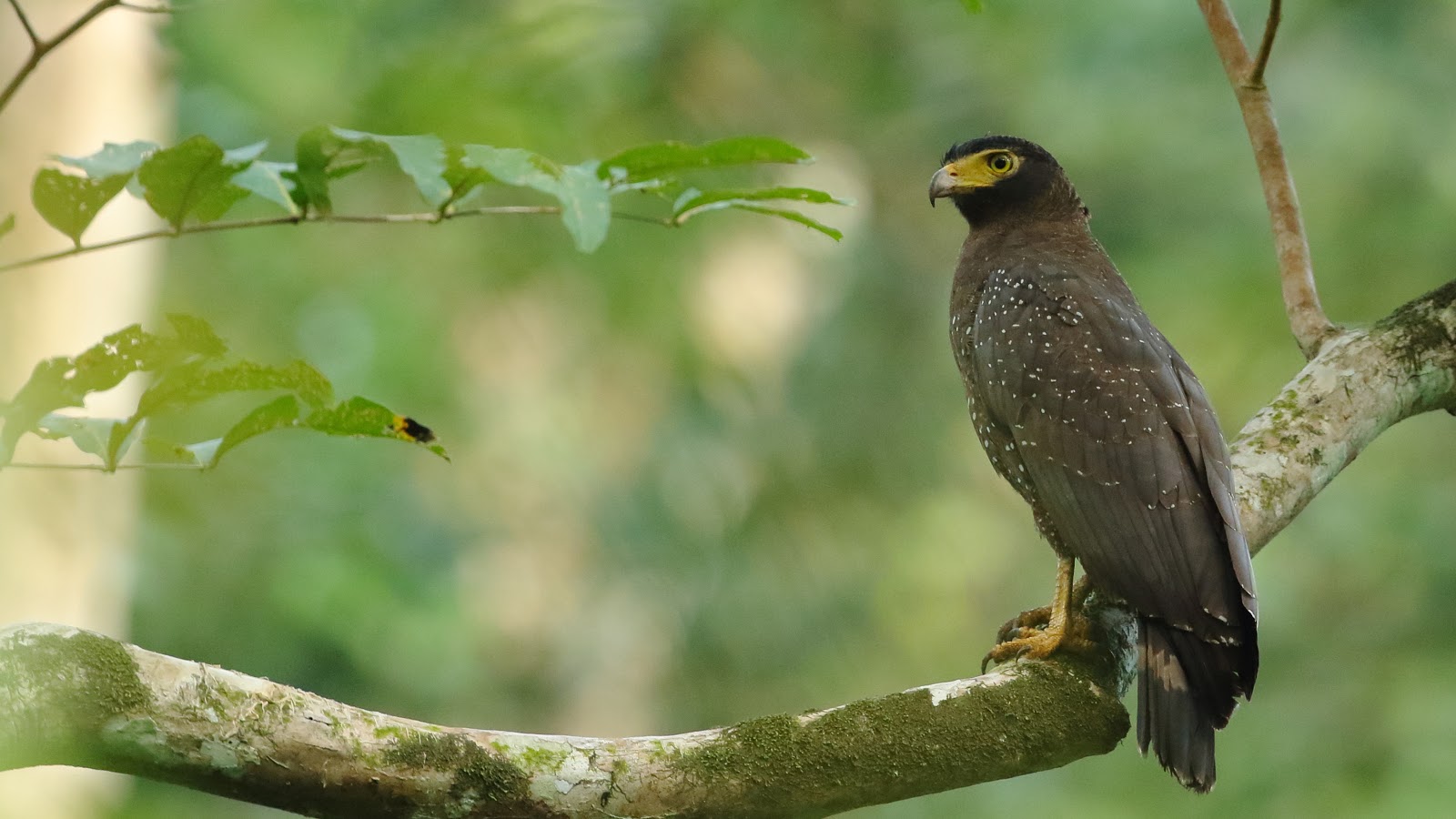 Andaman slangenarend - Spilornis elgini