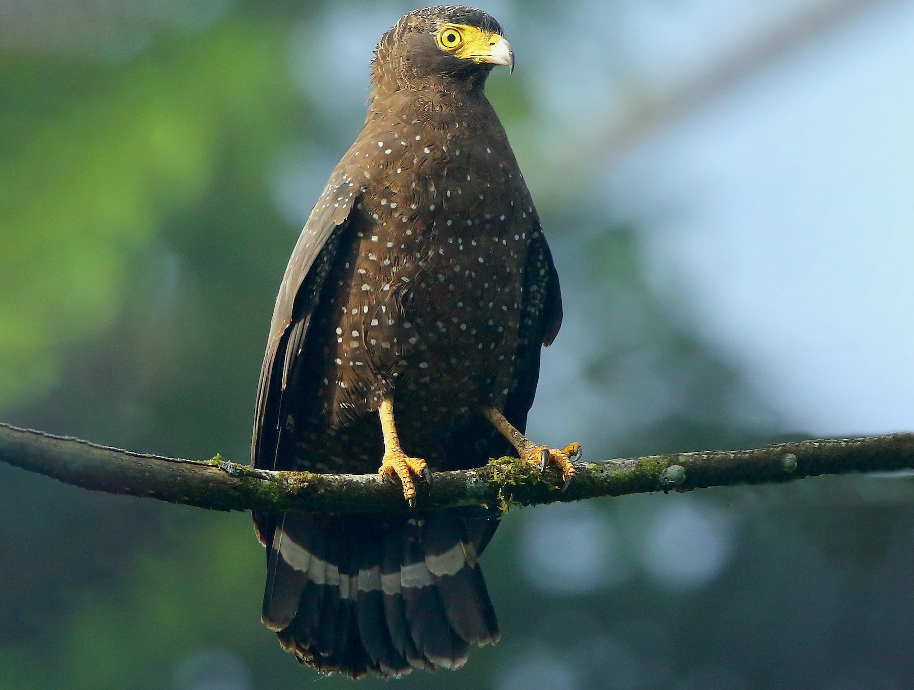 Andaman slangenarend - Spilornis elgini