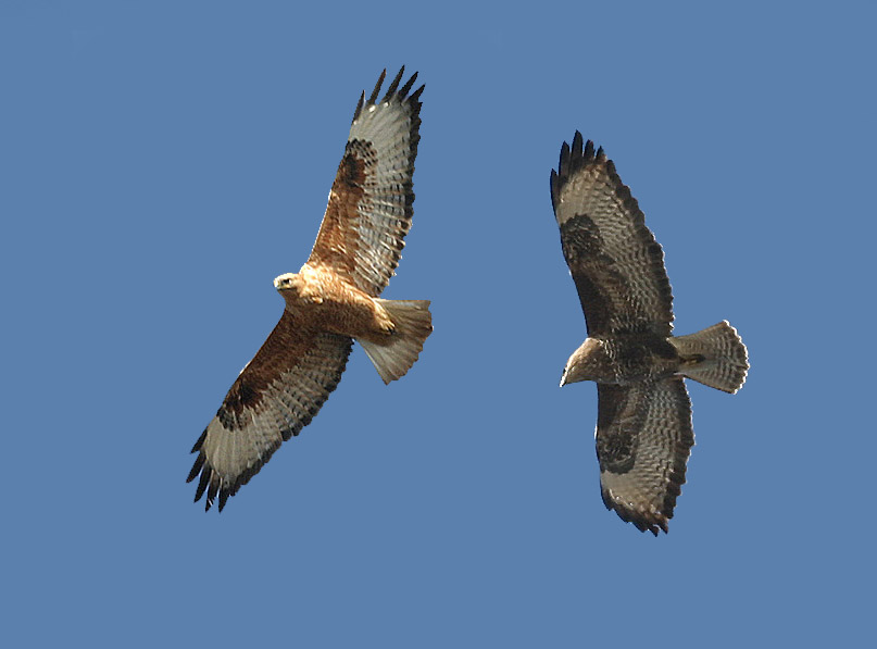 Arendbuizerd - Buteo Rufinus