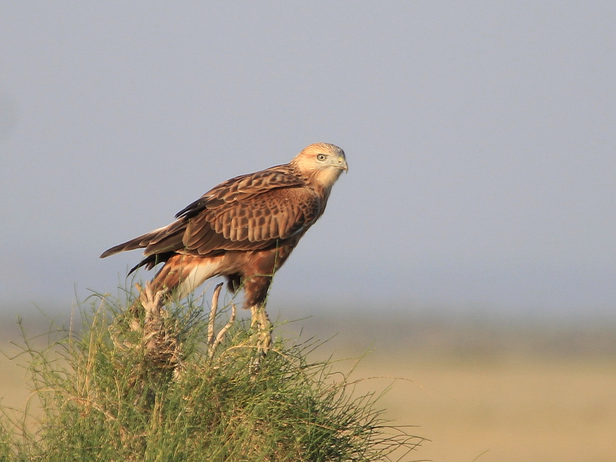 Arendbuizerd - Buteo Rufinus